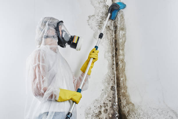Best Professional Mold Removal  in Crestwood, KY