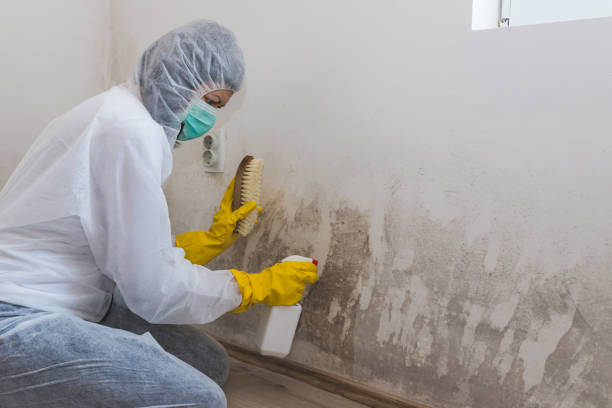 Best Fast Mold Removal  in Crestwood, KY