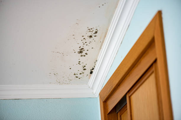 Best Commercial Mold Removal  in Crestwood, KY
