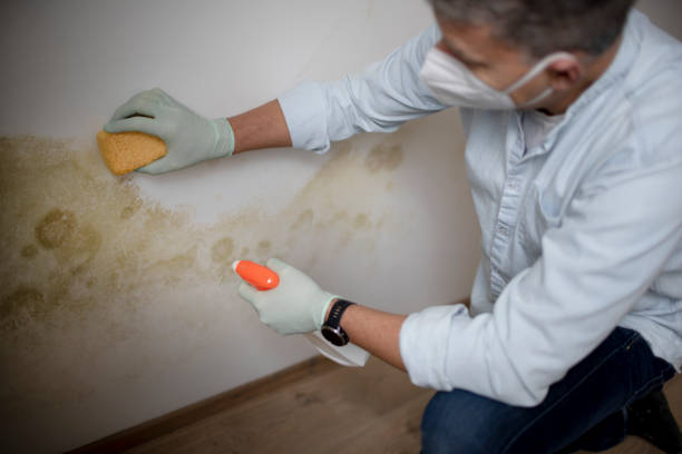 Best Attic Mold Removal  in Crestwood, KY