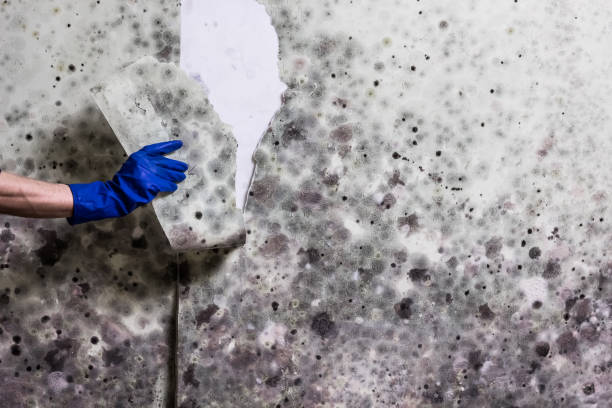 Best Same-Day Mold Removal  in Crestwood, KY